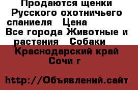 Продаются щенки Русского охотничьего спаниеля › Цена ­ 25 000 - Все города Животные и растения » Собаки   . Краснодарский край,Сочи г.